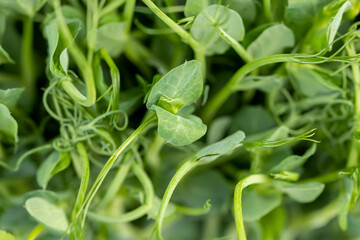 A large number of green pea sprouts, pea plants