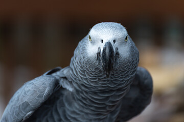 grey parrot portrait