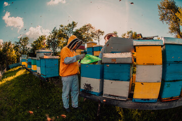 Beekeepers checking honey on the beehive frame in the field. Small business owners on apiary. Natural healthy food produceris working with bees and beehives on the apiary.