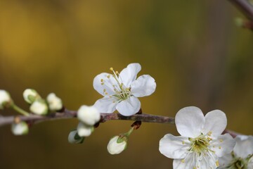 Prunus mexicana