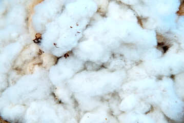 Process of making cotton : close up raw cotton