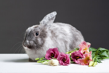 Fluffy grey rabbit sits on white surface near the bouquet of lisianthuses. Pet with long ears on a...