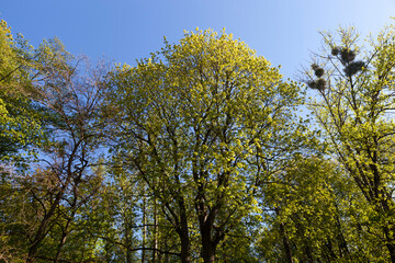 Young spring foliage of trees in the spring season