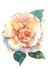 Watercolor flower rose on white background.  Hand drawing illustration for decor. 