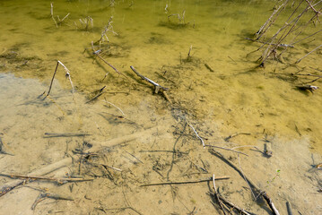 LETTO DI UN FIUME CON TRONCHI E RAMI CHE GALLEGGIANO