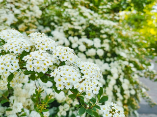 Flowering white Garland Spirea (Spiraea x arguta), Brides wreath.
