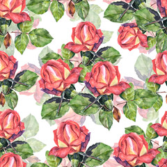 Garden flowers rose painted in watercolor with  leaves. Floral seamless pattern on white background.   
