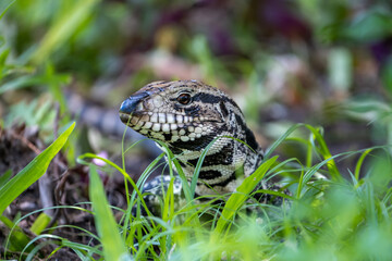 Iguana in the garden in detail peeking out from the grass