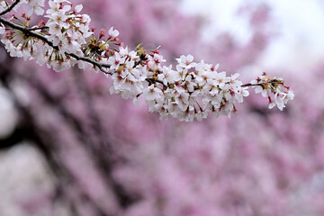 気づけばどこも桜花爛漫