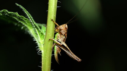 Grasshopper holding on to the stem of a plant
