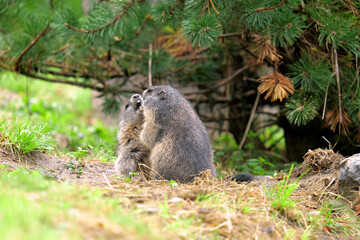 Naklejka na ściany i meble Two playing marmots, one with open mouth