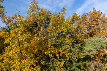 Mixed forest in the autumn season with different deciduous trees