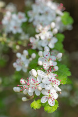 Parsley hawthorn blossoming in early spring in East Texas.