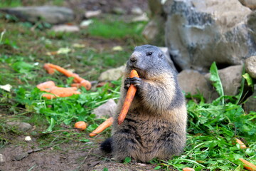 Groundhog holding a carrot in his hands