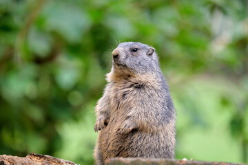 Naklejka na ściany i meble Portrait of erect marmot