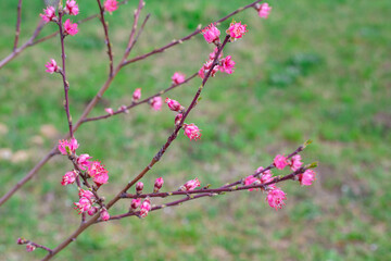 Fototapeta na wymiar A blooming peach tree in the garden on a spring day. Cultivation and care of fruit trees