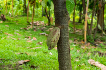 Cacao fruit pods hang on Cacao tree at farm,Theobroma cacao.