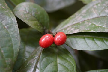Myrciaria glomerata grows up to 8 metres tall, and produces edible red fruits around 20mm in...