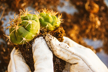 Thelocactus hexaedrophorus in gardener's farmer hands. Cultivation cactuses in garden, greenhouse...