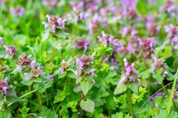 Spring blooms of meadow flowers on a sunny day. Lamium album or dead nettle