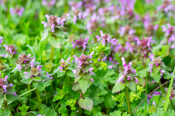 Obraz premium Spring blooms of meadow flowers on a sunny day. Lamium album or dead nettle