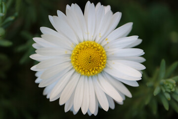 Obraz premium White Common Daisy With Yellow Stamens
