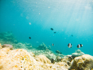 corals and tropical fish underwater sea life