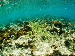 Foto op Aluminium corals and tropical fish underwater sea life © Melinda Nagy