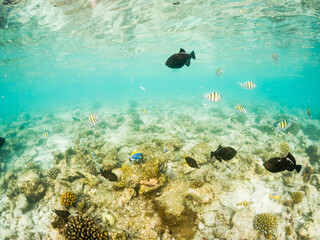 corals and tropical fish underwater sea life