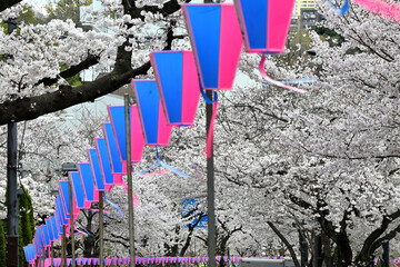 気づけばどこも桜花爛漫