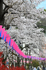 気づけばどこも桜花爛漫