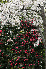 気づけばどこも桜花爛漫