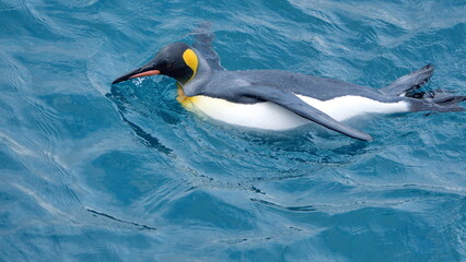 King penguin (Aptenodytes patagonicus) swimming in the Atlantic Ocean, off the coast of South Georgia Island