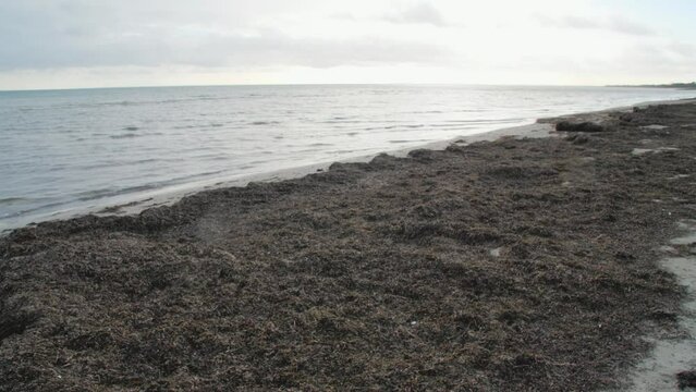 Tidal waves of the Baltic Sea covering the shore of black algae in shallow water, nature's self-cleaning
