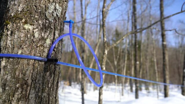 Flow of sap. Maple Sap flowing. Collecting  sap. Spout. Plastic tubing. Maple sugaring. Maple syrup production. Harvestiing maple sap. 
Sugaring time. 