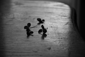 Clover leaves on a wooden table...black and white photo...