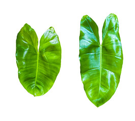 Isolated Philodendron leaves with clipping paths on white background
