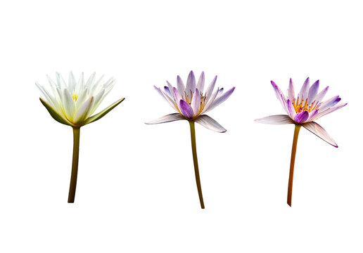 Isolated Waterlily flowers with clipping paths on white background