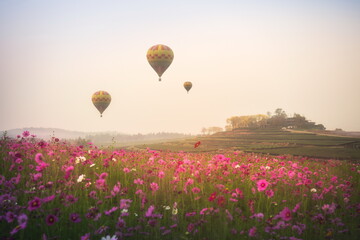 A hot air balloon floating above a field of colorful cosmos flowers and birds flying over a foggy morning at Singha Park, Chiang Rai, Thailand.
