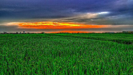 The vast fire cloud, blue sky and scenic,dreamy,broad field view of green...