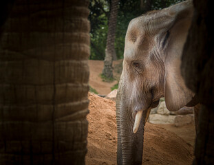 close up of an elephant