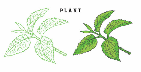 vector set of organic plants with hand drawn leaves 