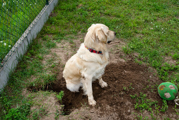 A young golden retriever is digging a big hole in the grass in the garden.