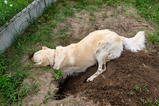 A young golden retriever is digging a big hole in the grass in the garden.