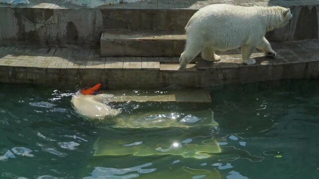 Polar bear mom playing with his cub on the water.
Polar bears swimming on the water pool. Bathing polar bears.