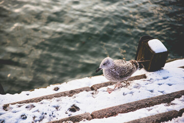 pájaro en orilla nevada
