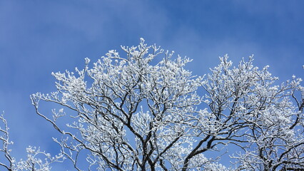 The frozen winter view with the forest and trees covered by the ice and white snow