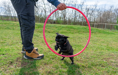 little mops dog juming through the hoop in a dos school with a man trainer holding it