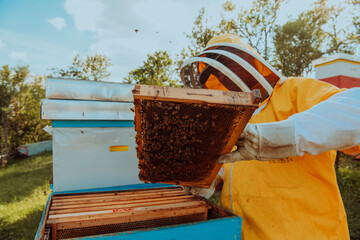 Beekeeper checking honey on the beehive frame in the field. Small business owner on apiary. Natural healthy food produceris working with bees and beehives on the apiary.