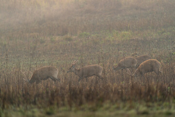 Hog deer walking on grassland at Wildlife Sanctuary of Thailand in the morning.